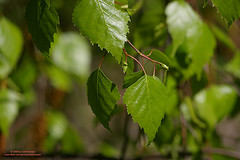 hojas de abedul