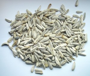 semillas girasol2